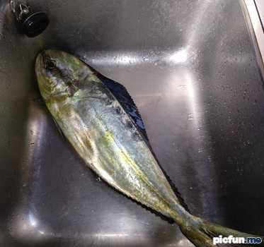 mahi-mahi